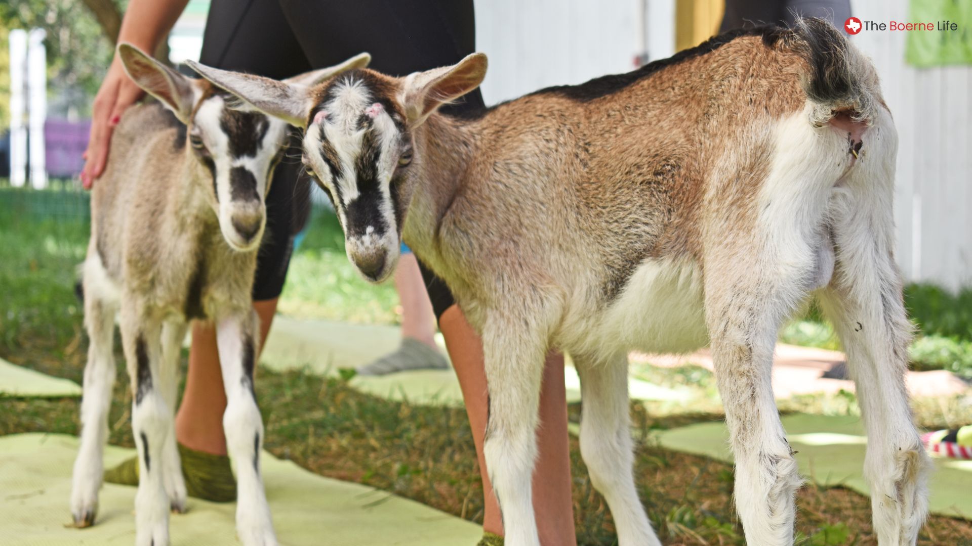 Goat Yoga at Herff Farm