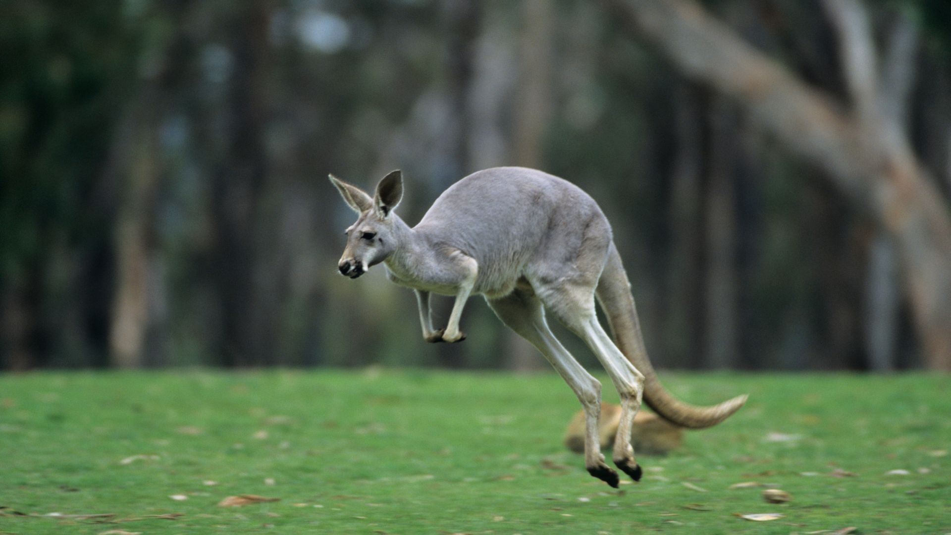 kangaroo loose boerne