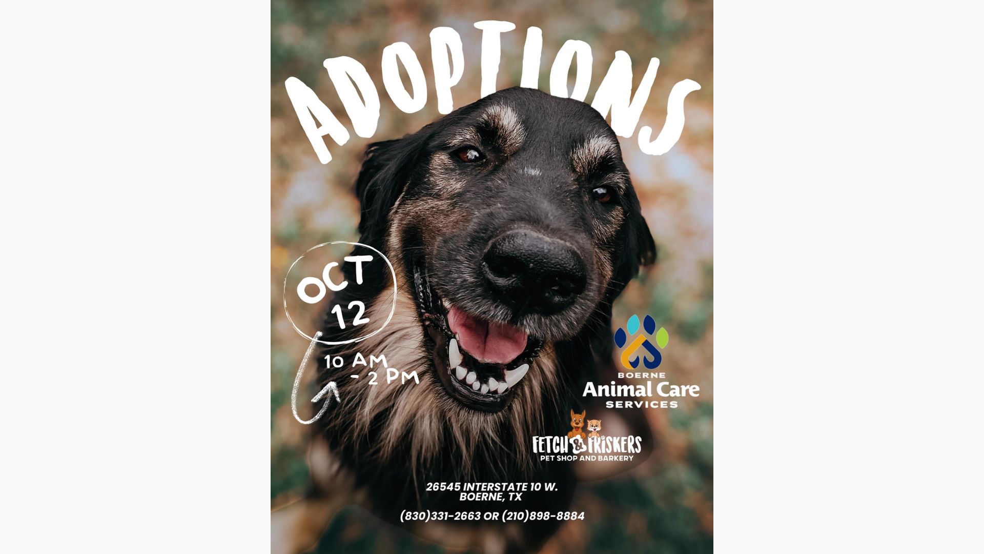 Dog Adoptions