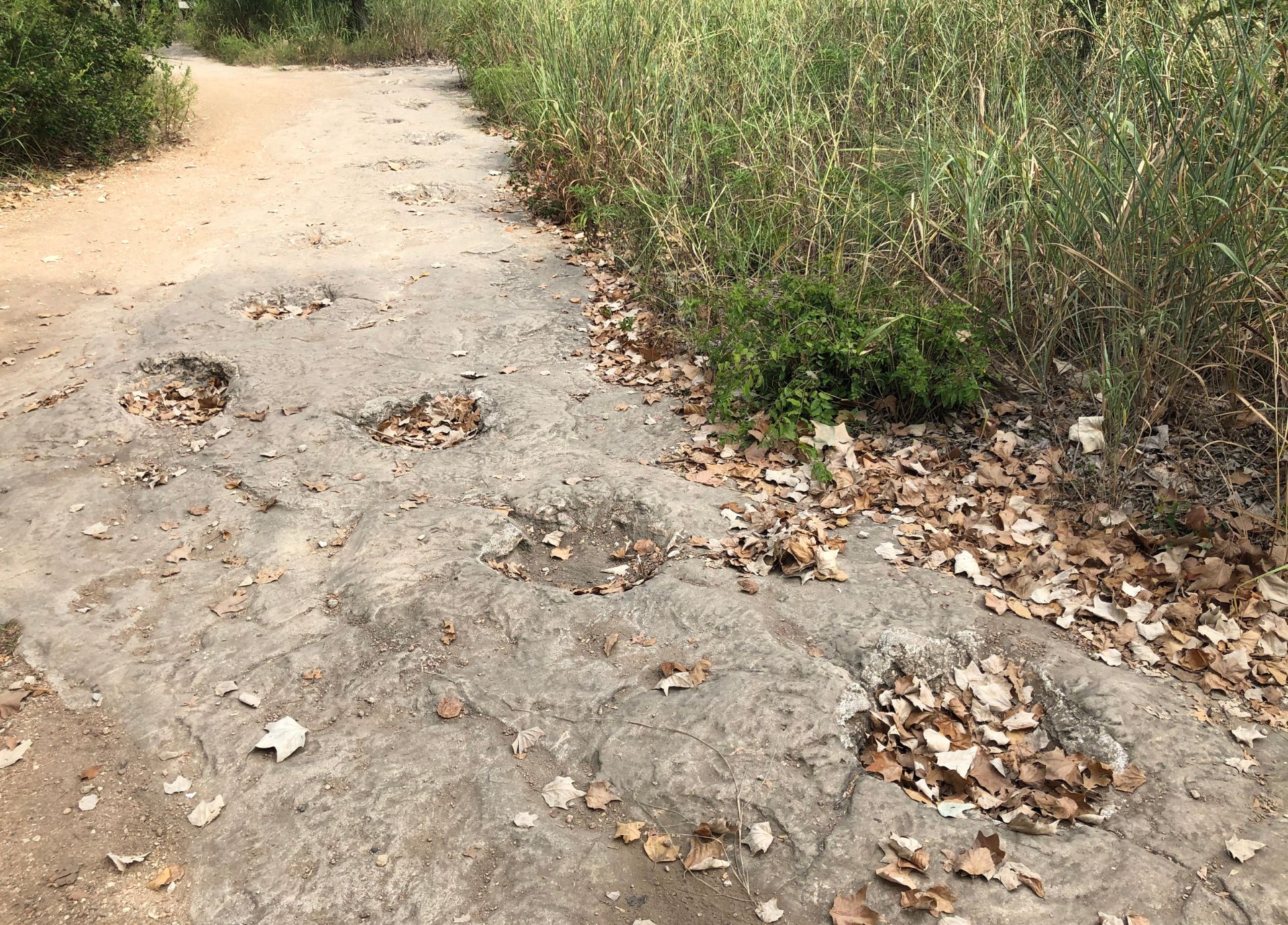 Dinosaur Tracks