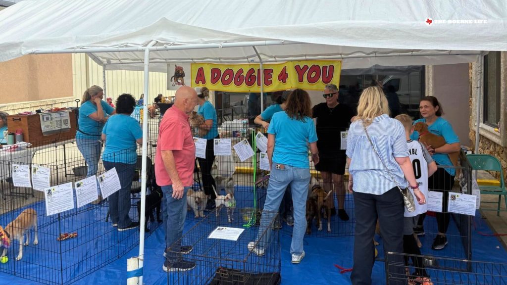 Free Roam Dog Adoption A Doggie 4 You