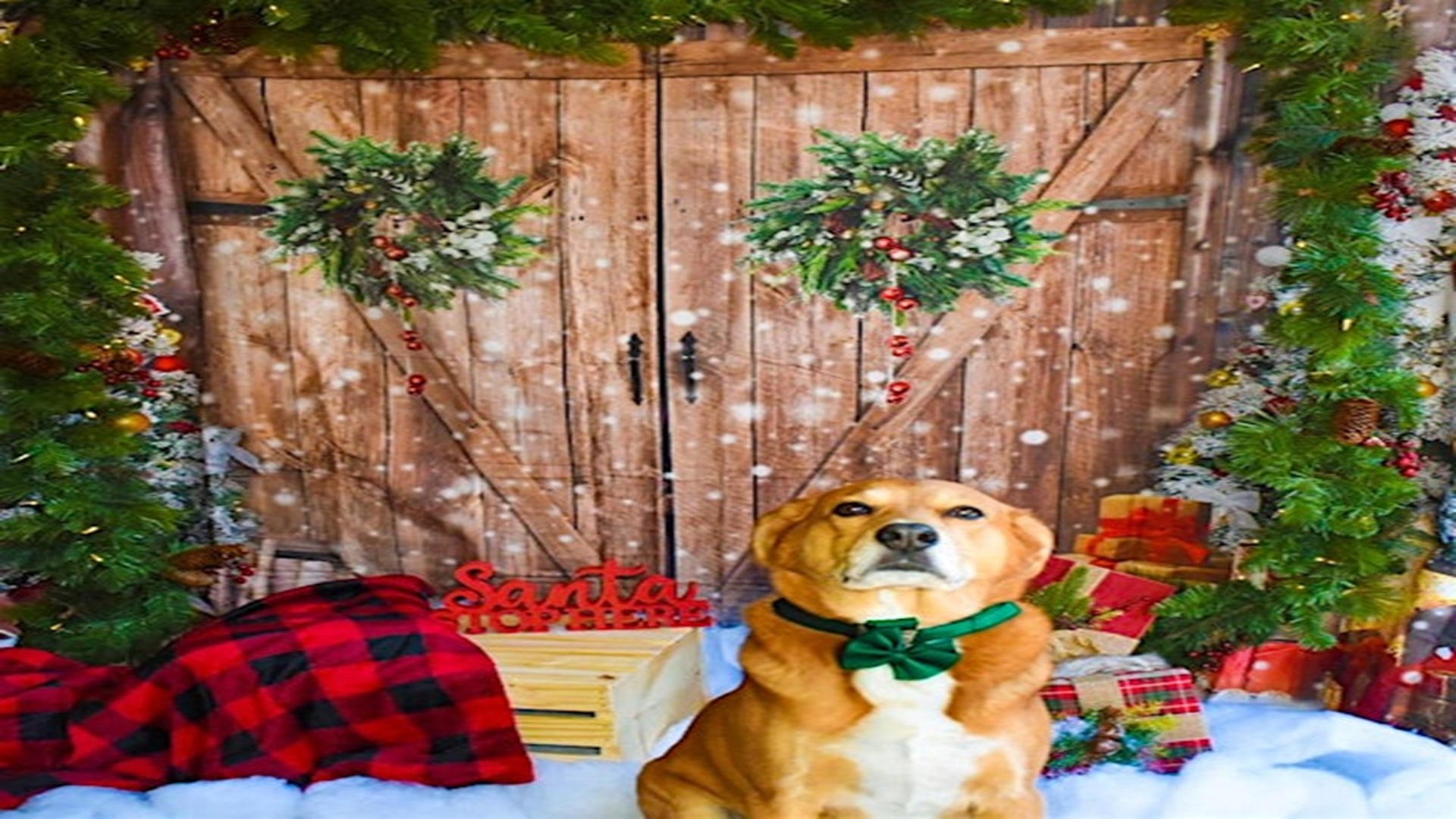 Holiday Pet Party at Frosted Jack