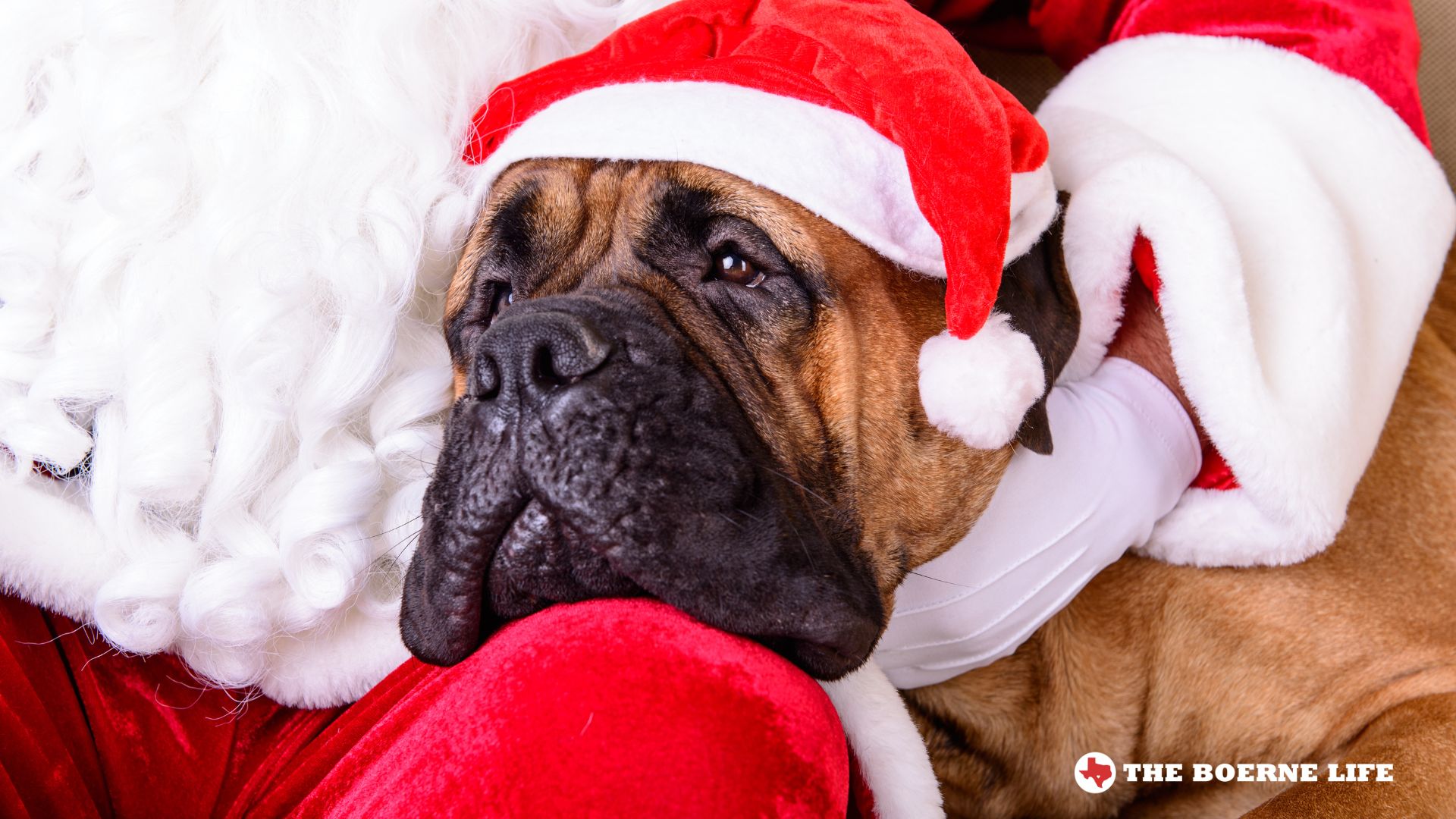 Santa Dog Adoptions
