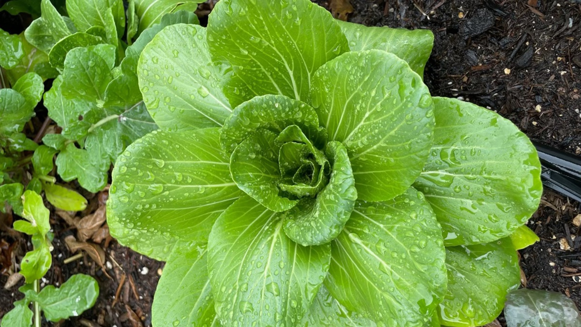 Organic Gardening Series at The Farmers Market at Herff Farm