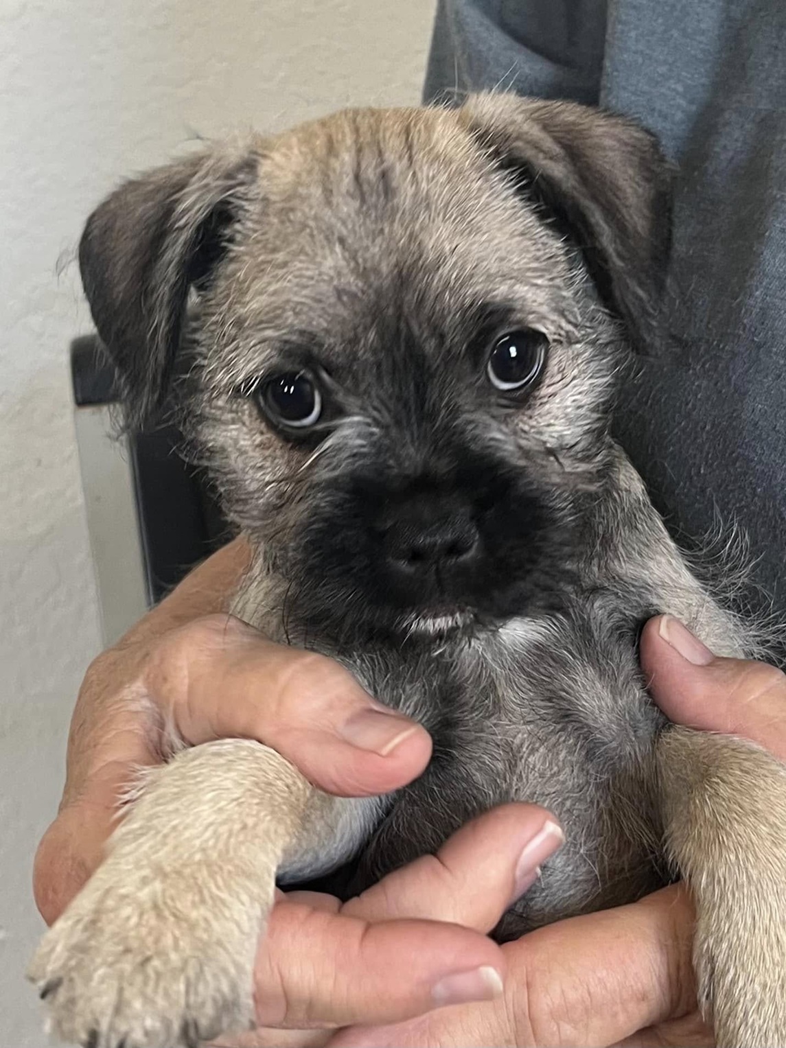 Adoption Event at Mon Ami