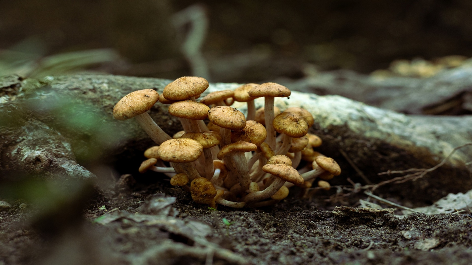 Fungi Feast: A Mushroom Cooking Experience at Herff Farm