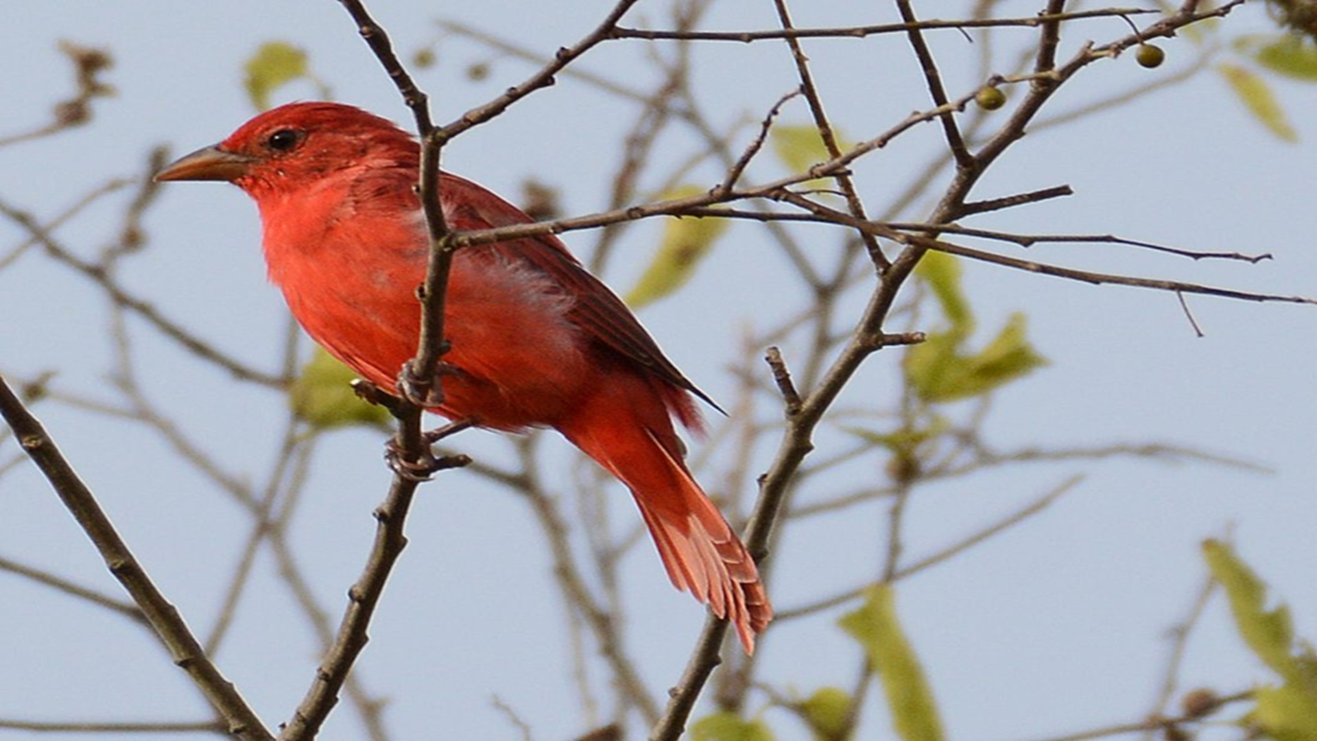Intro to Birding at the Cibolo Nature Center