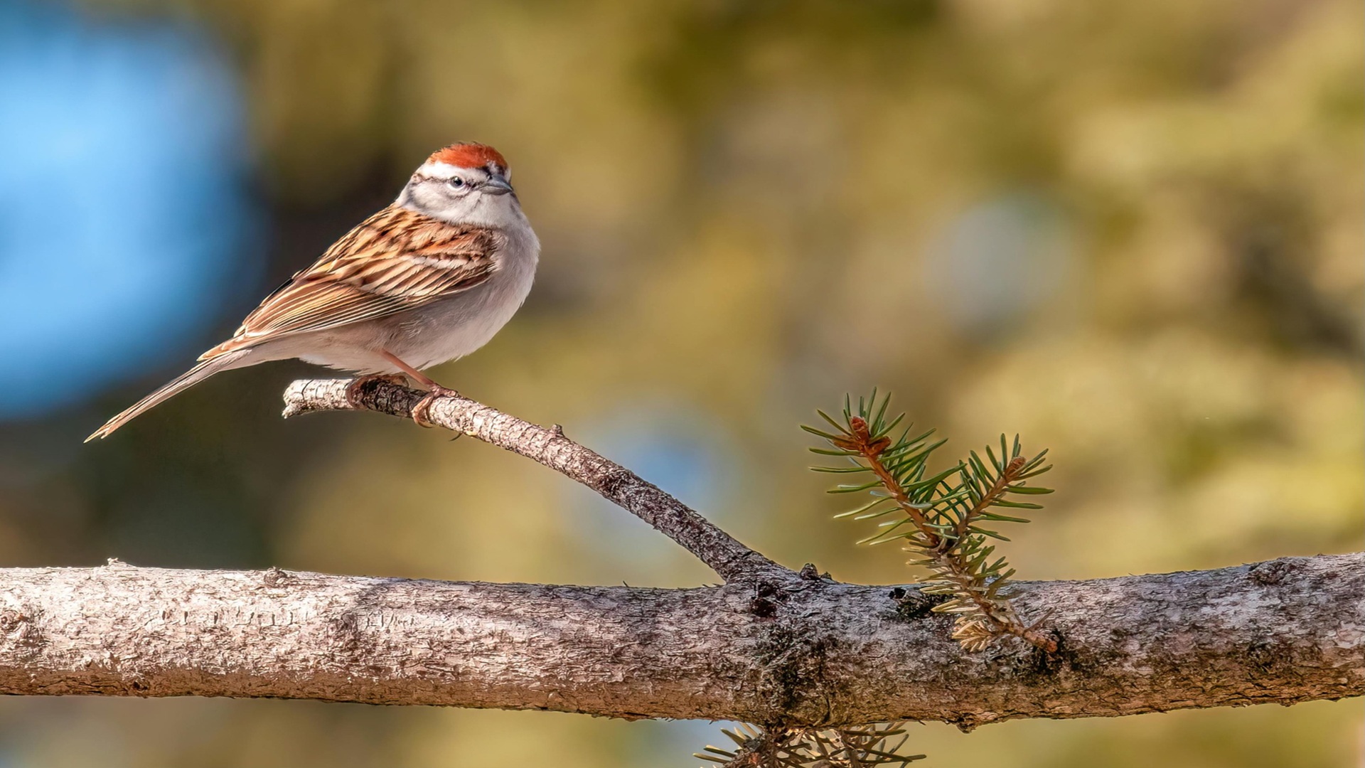 Prairie Bird Review at the Cibolo Center for Conservation