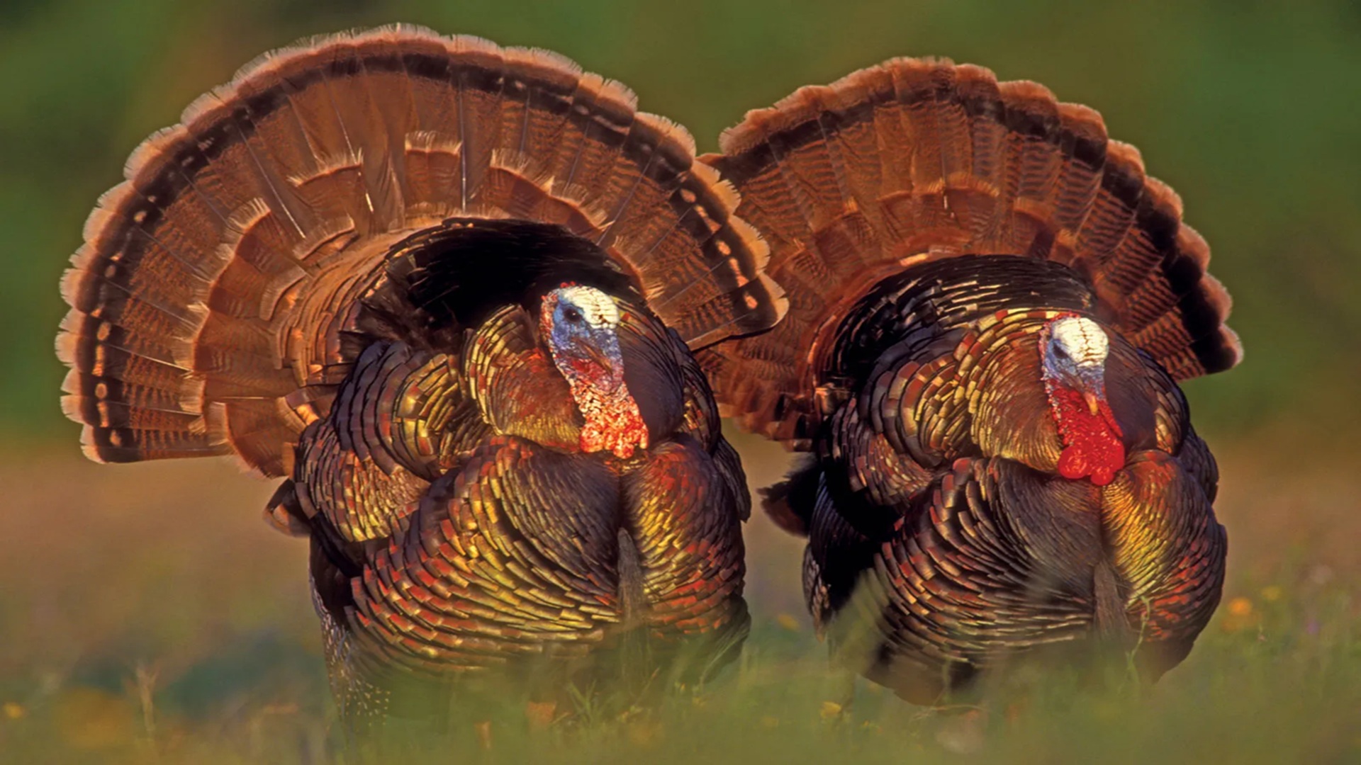 Turkey Talk at Guadalupe River State Park