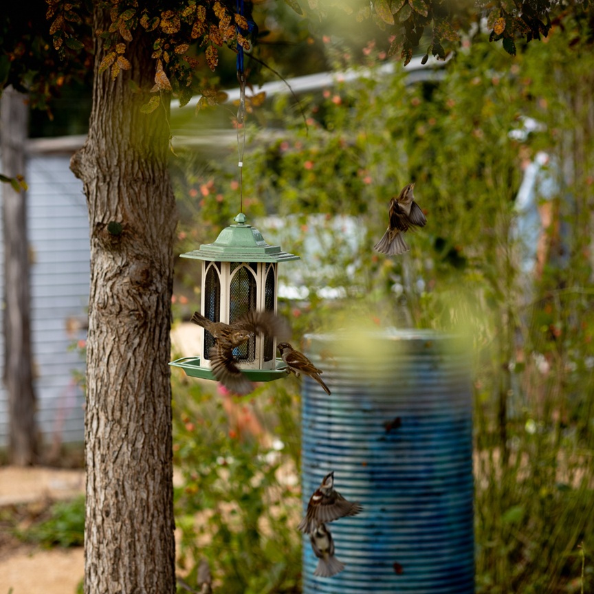 Cibolo Family Days: Birding Day at Cibolo Nature Center