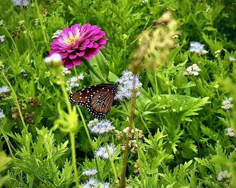 Spring Garden Talk at 406 Deer Creek