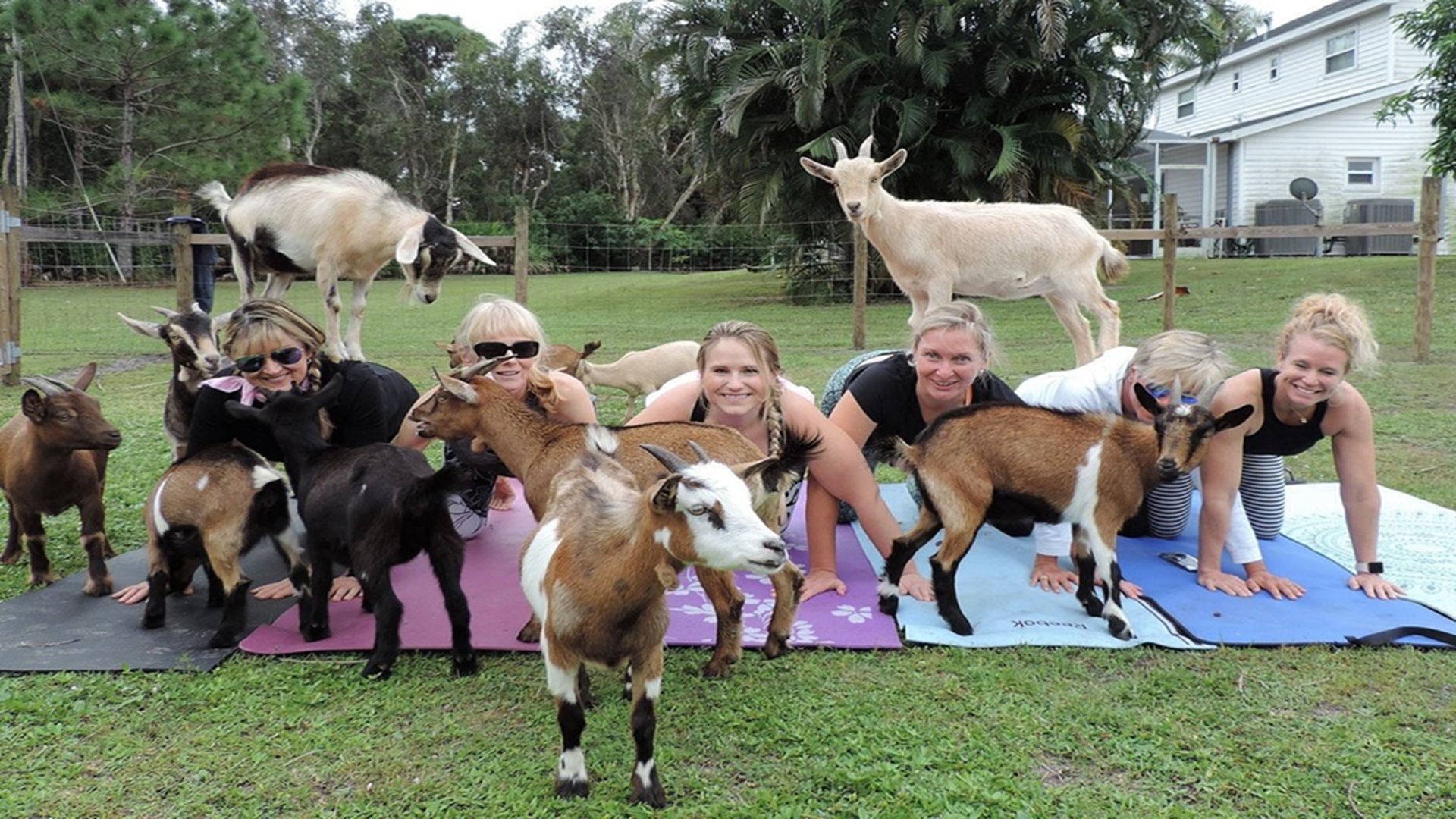 Goat Yoga at Herff Farm