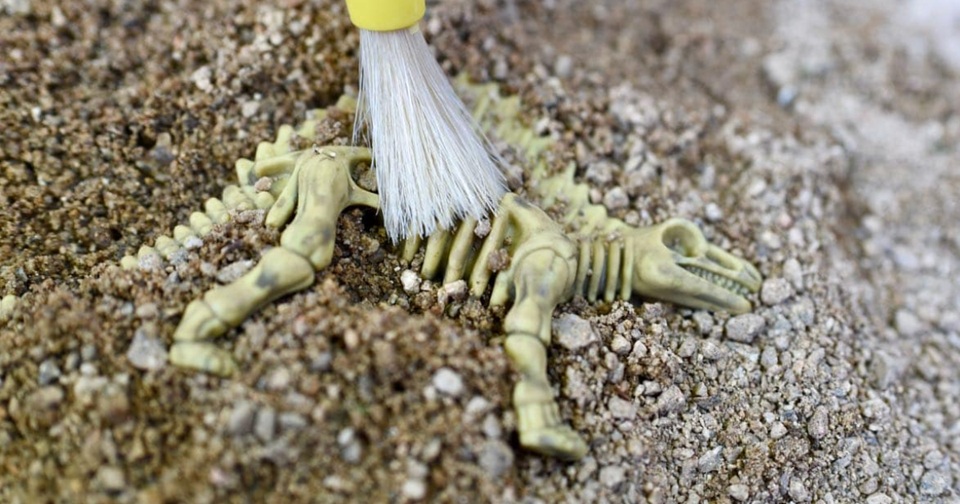 Fossil Finders: Buried in Time at Patrick Heath Public Library