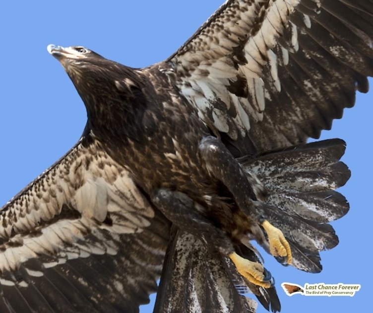 Birds of Prey Show at Patrick Heath Public Library