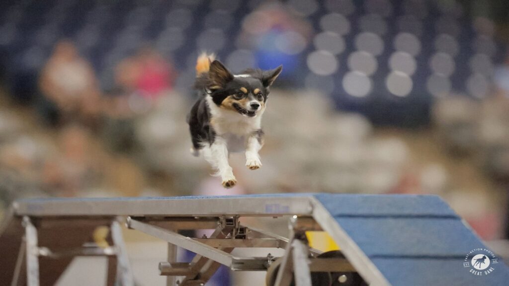 K9SWAT's Sayonara Summer UKI Trial at Top Dog Training Center