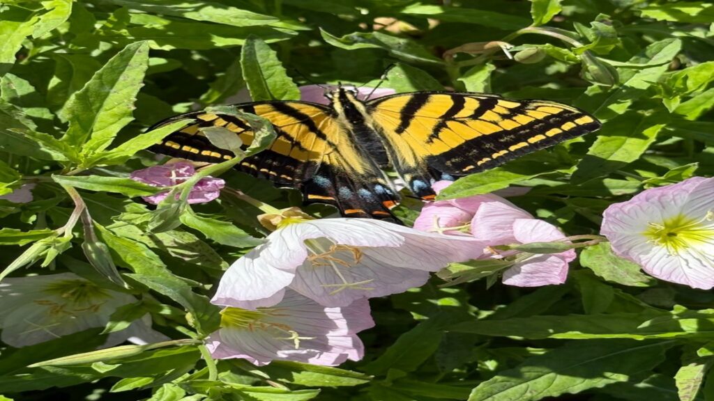 Noah's Nature Walk at Cibolo Nature Center