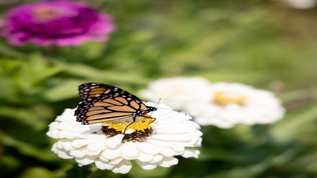 Butterfly Day at Herff Farm