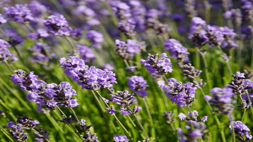 Growing Lavender in the Hill Country at Herff Farm