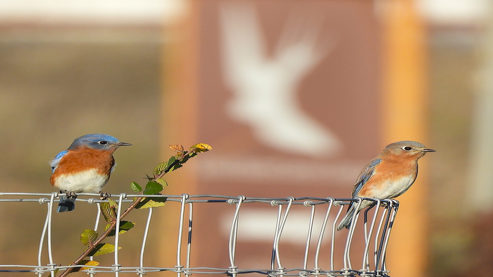 Intro to Birding at Cibolo Nature Center